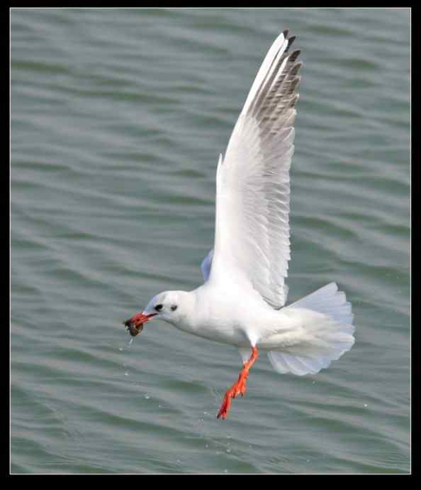 无锡鼋头渚充山大门口的红嘴鸥