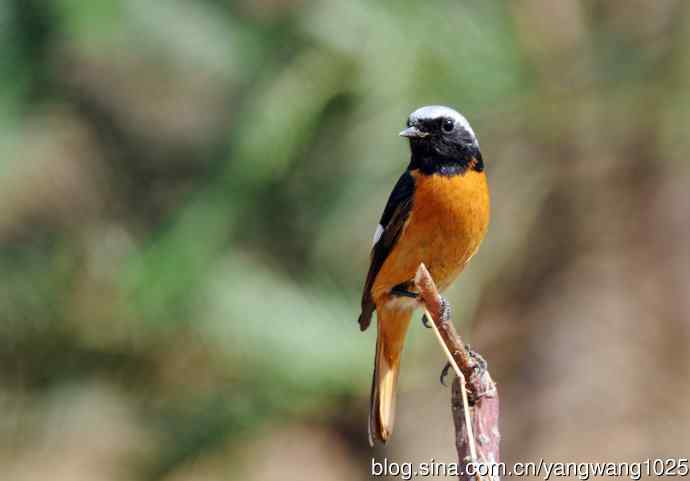 雄性北红尾鸲（11）