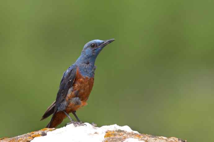 蓝矶鸫少年，父爱如山！