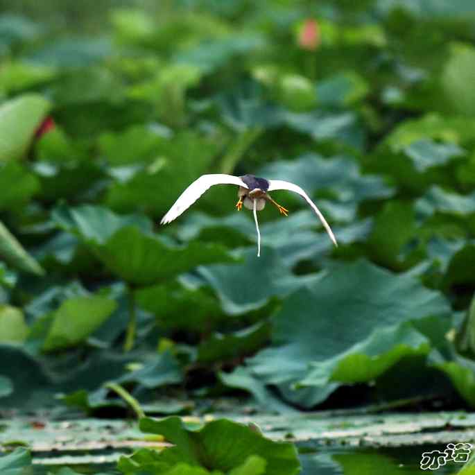 圆明园&nbsp;wbr路&nbsp;wbr池鹭抓了条大鱼