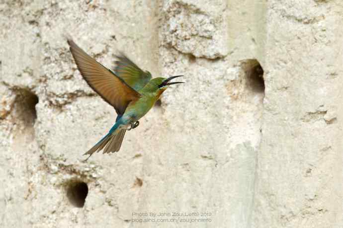 栗喉蜂虎嘴里的昆虫
