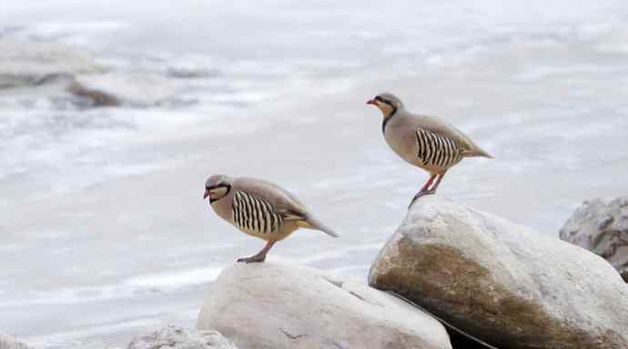 涧底有鸡鸣 wbr石上意踟躇
