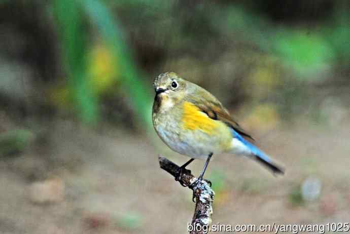 雌性红胁蓝尾鸲(63) 雌性红胁蓝尾鸲(63)