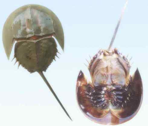 自然奇观：动物大迁徙(鲎)