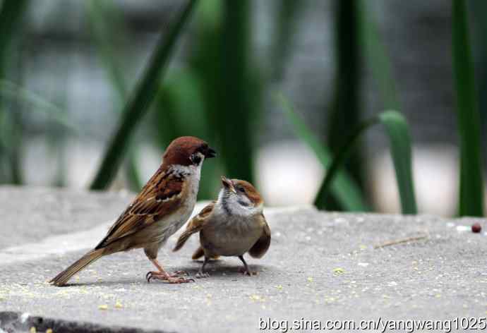 母爱（纪实篇）