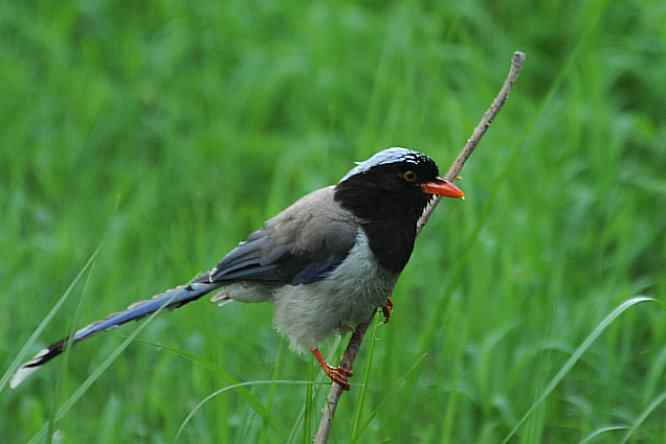 天坛公园寻鸟儿偶遇金翅雀