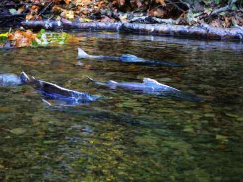 自然奇观：动物大迁徙(大马哈鱼)