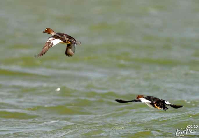 官厅水库&nbsp;wbr路&nbsp;wbr飞行的鸟儿