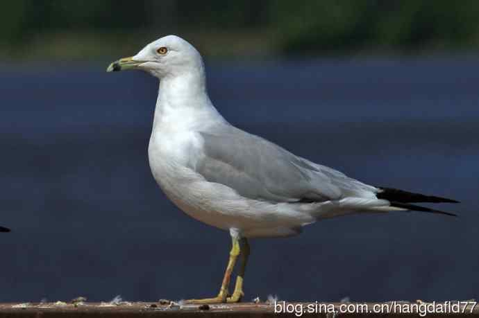 环嘴鸥（3）