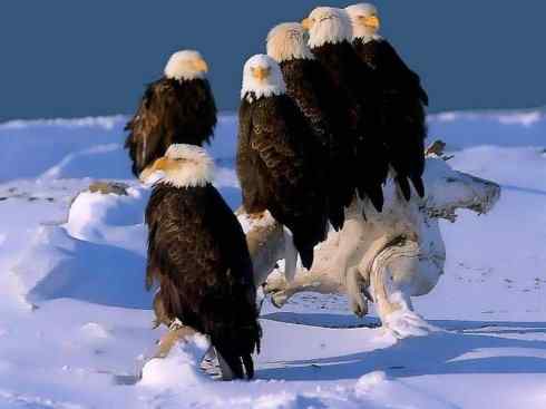 白头鸟系列:另类的美丽(白头海雕) 白头鸟系列:另类的美丽(白头海雕)