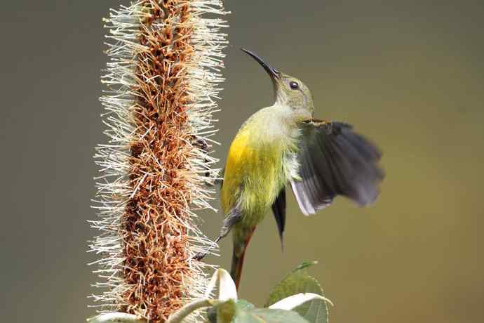 因太阳而更加美丽，因红尾而呈上吉祥