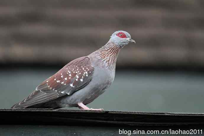 又撮一堆儿 wbr肯尼亚的鸟儿