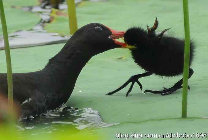 黑水鸡育雏 黑水鸡育雏