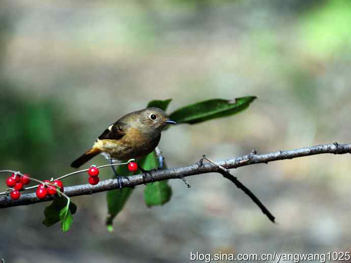 雌性北红尾鸲(4) 雌性北红尾鸲(4)