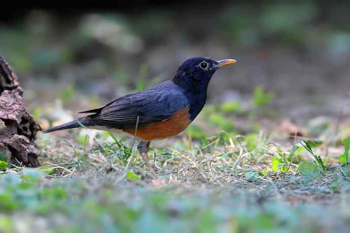 【新鸟】黑胸鸫和乌灰鸫