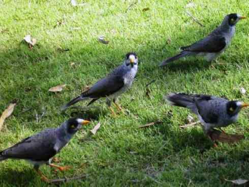 雀鸟也彪悍：鸟中恶霸（黑头矿鸟）