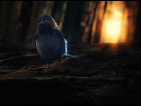 猎奇：十大奇异鸟类之四