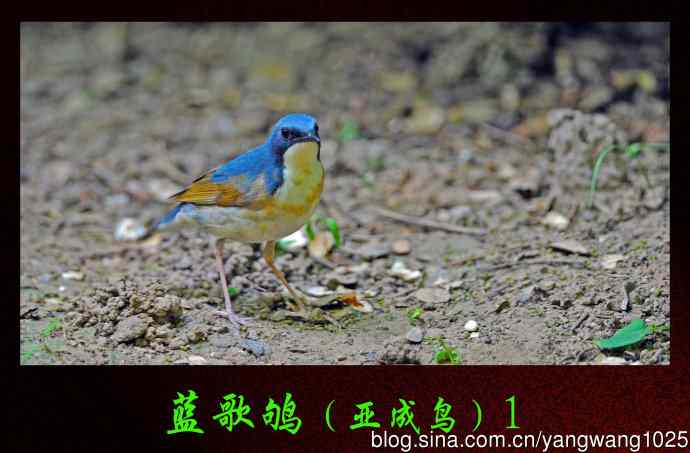 北京天坛公园的鸟类——蓝歌鸲（亚成鸟）1