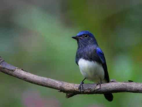 美丽无罪：雀鸟之姬鹟