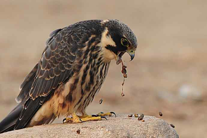 诠释燕隼“吐食丸”的全过程