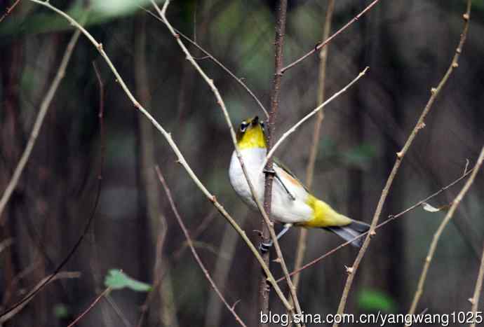 红胁绣眼鸟（4）