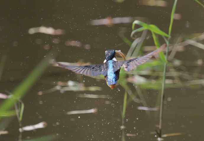 220.可爱小翠--飞姿图