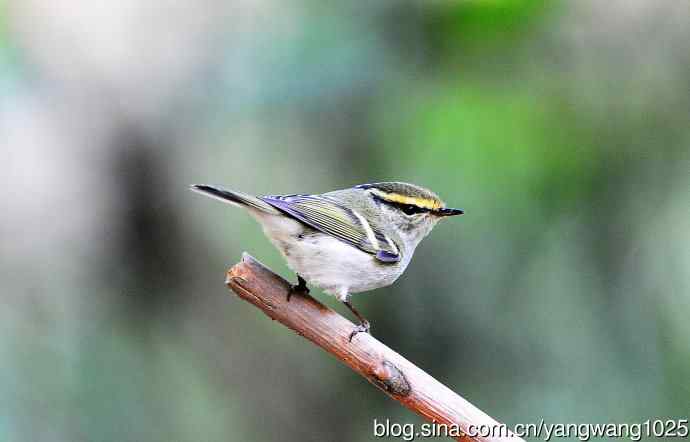 北京天坛公园的鸟类——黄腰柳莺（16）