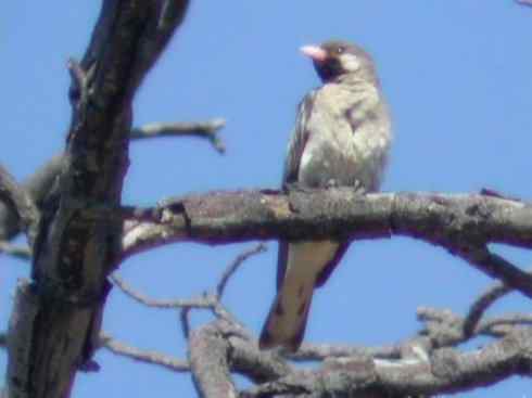 十大喜食蜂蜜动物:黑喉响蜜鴷 十大喜食蜂蜜动物:黑喉响蜜鴷