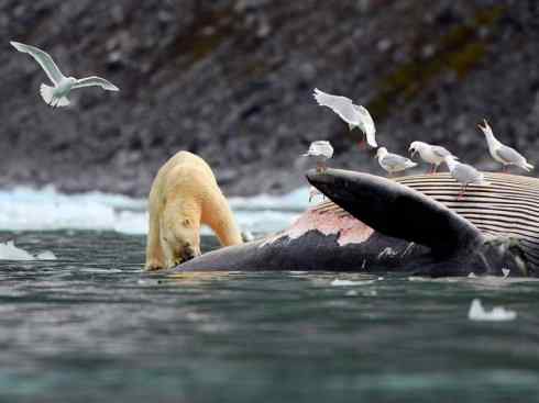 天生猎手：非猛禽类猎手之五（海上霸主军舰鸟、海鸥）