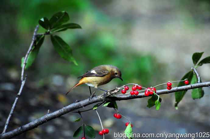 雌性北红尾鸲(4) 雌性北红尾鸲(4)