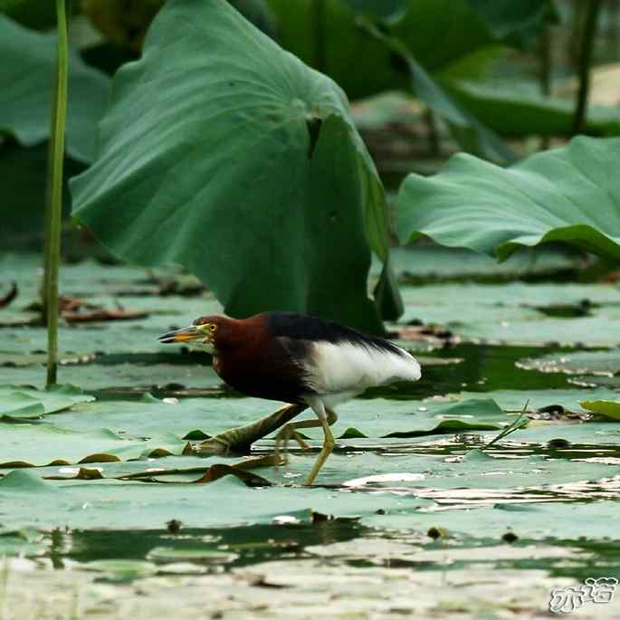 圆明园&nbsp;wbr路&nbsp;wbr池鹭抓了条大鱼
