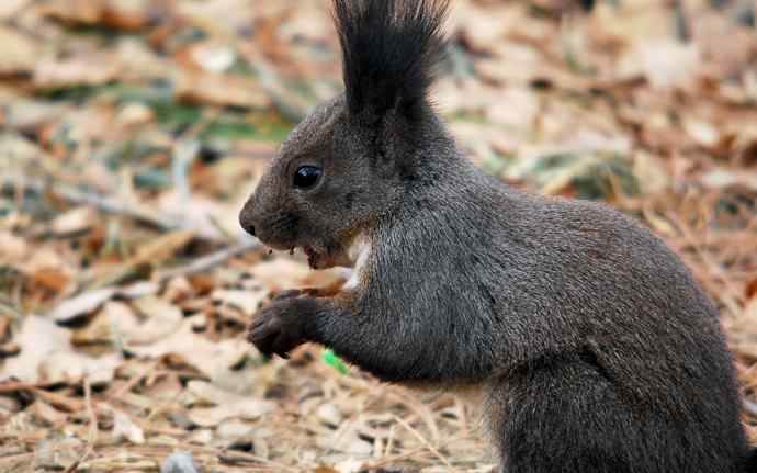 植物园赏鸟，先观松鼠表演。（组图）