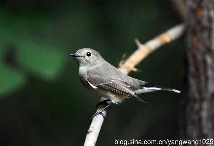 红喉姬鹟(20) 红喉姬鹟(20)