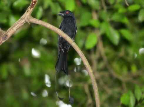 雀鸟也彪悍：黑侠（黑卷尾）