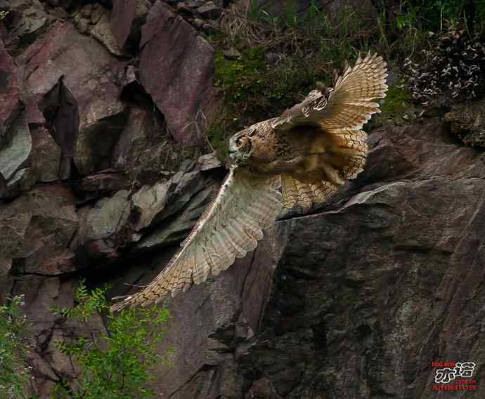 河北抚宁&nbsp;wbr路&nbsp;wbr雕鸮