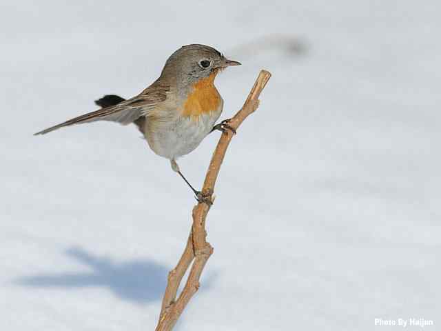 红胸姬鹟演绎冬天里的童话