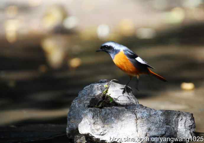 雄性北红尾鸲（4）