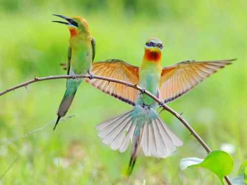 绝色攀禽：佛法僧目之蜂虎3