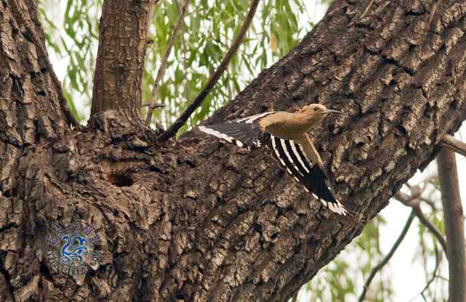 首次拍到戴胜奇观（组图，20张图片）