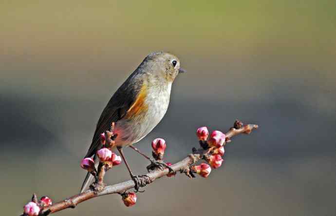雌性红胁蓝尾鸲(42) 雌性红胁蓝尾鸲(42)
