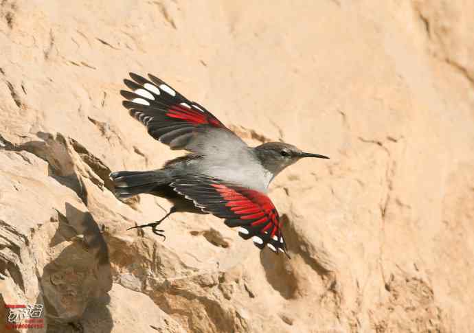 北京十渡&nbsp;wbr路&nbsp;wbr红翅旋壁雀