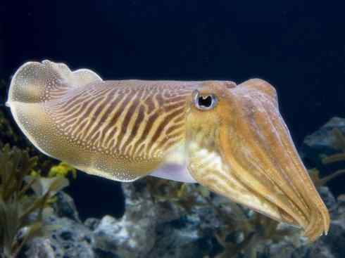 世界上第一艘核潜艇——鹦鹉螺号核潜艇