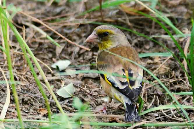 天坛公园寻鸟儿偶遇金翅雀