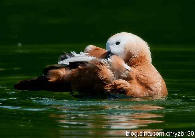 天鹅之舞（组图，8张图片）