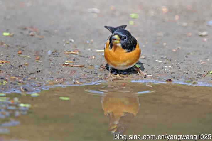 雄性燕雀 雄性燕雀