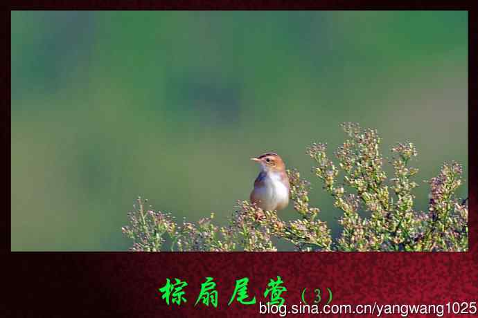 棕扇尾莺（3）