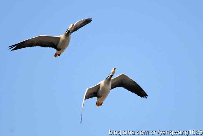 斑头雁（抓拍）13