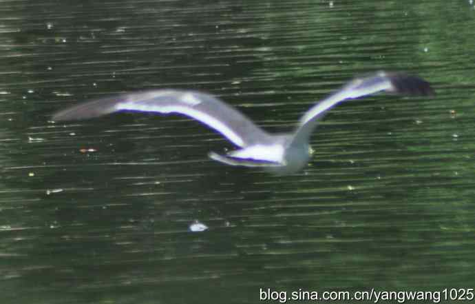 飞（海鸥） wbr1