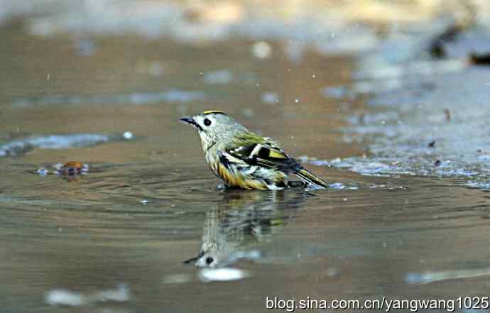 北京天坛公园的鸟类——戴菊鸟