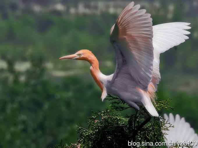 飞版牛背鹭集锦（组图，12张图片）